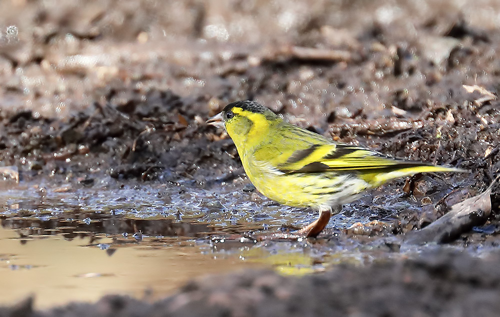 siskin